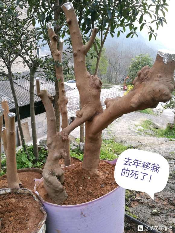 怎么提高油茶树下山桩生根的方法
