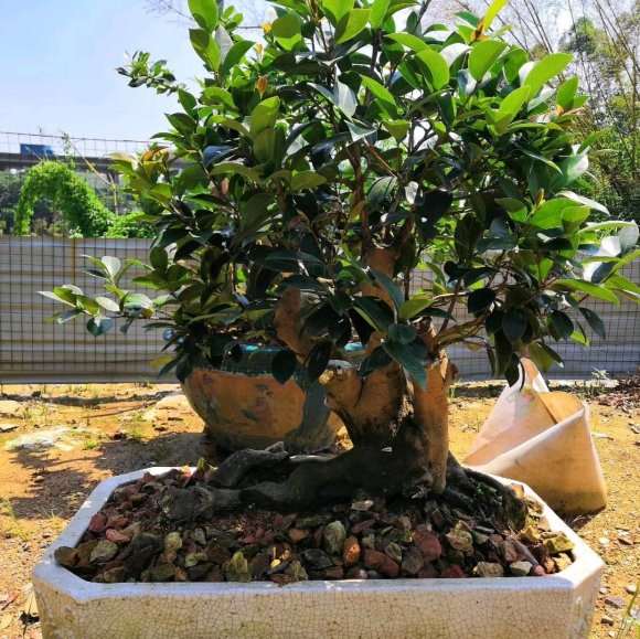 1颗茶树下山桩三年的变化