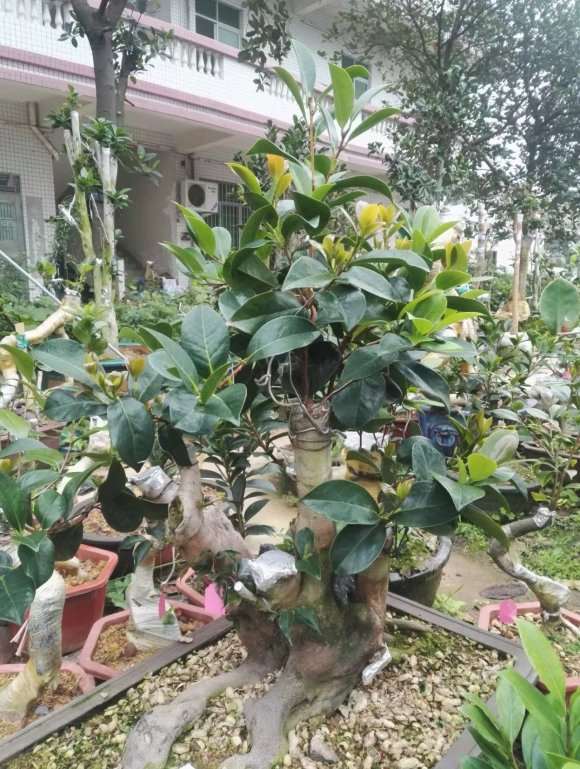 1颗茶树下山桩三年的变化