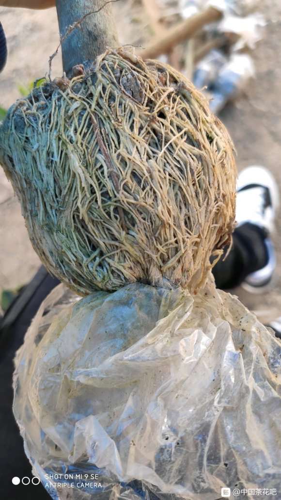高压的茶花下山桩