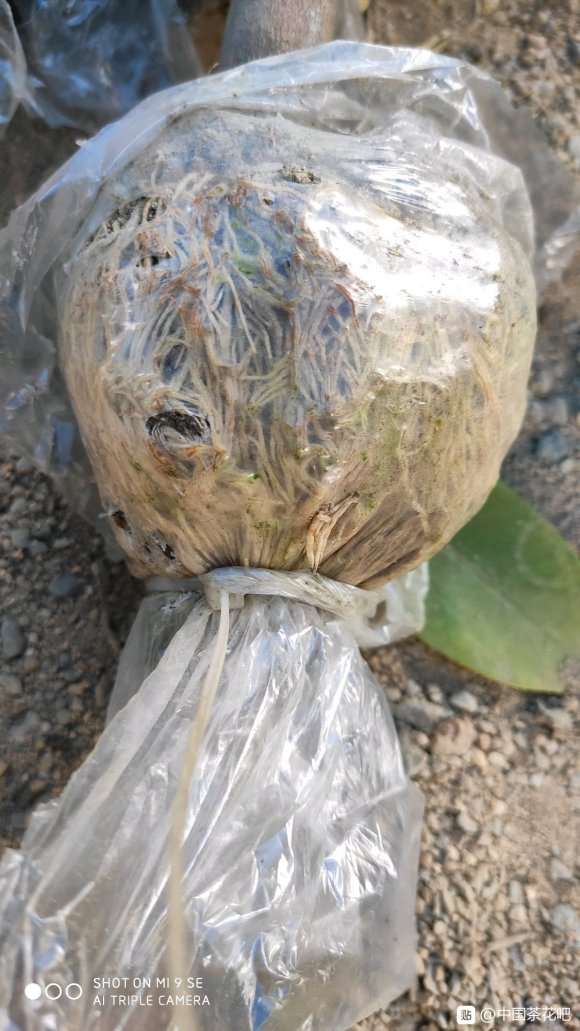 高压的茶花下山桩