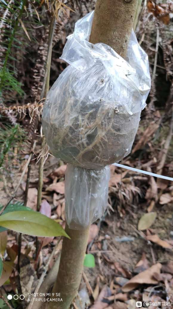 高压的茶花下山桩