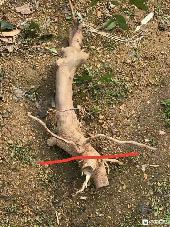 入坑以来 心思茶花下山桩