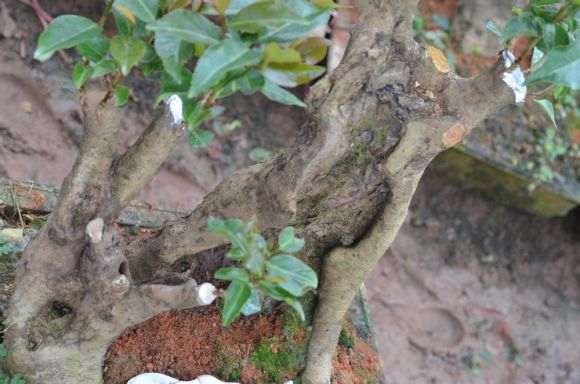 野茶花下山桩已嫁接成功