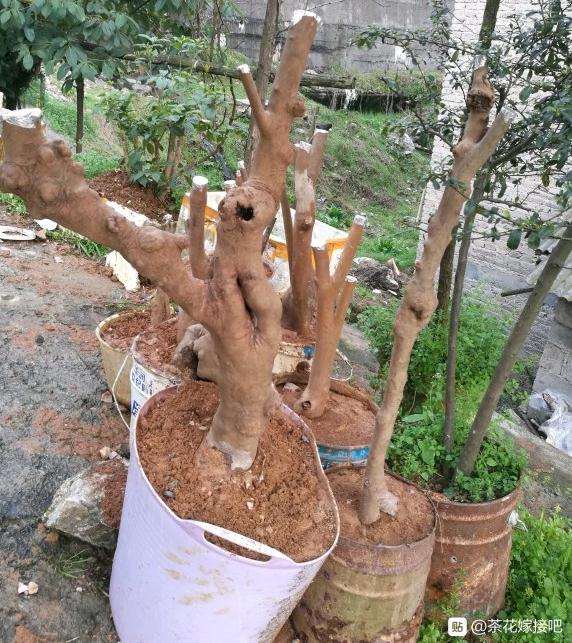 今天又去挖了3颗油茶桩下山桩