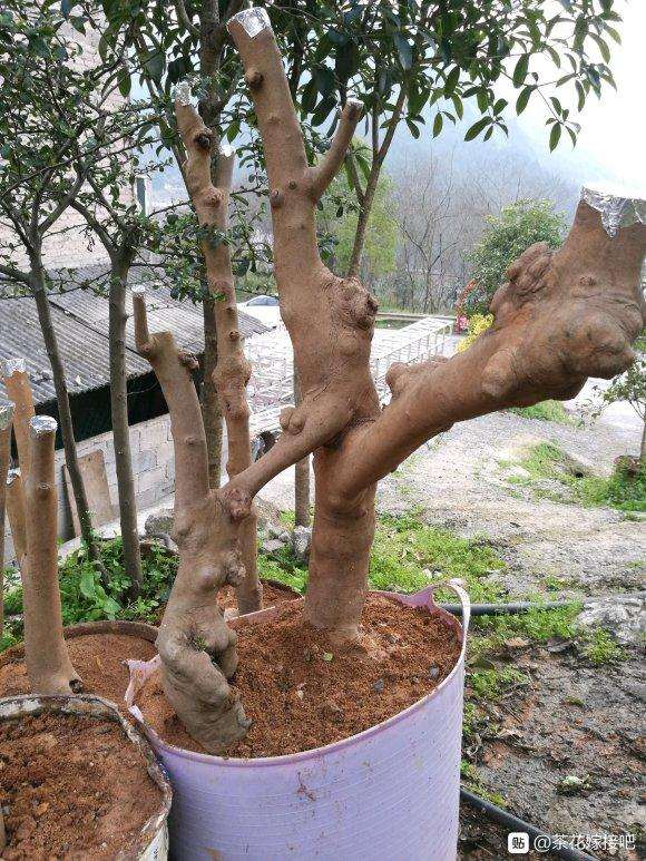 今天又去挖了3颗油茶桩下山桩