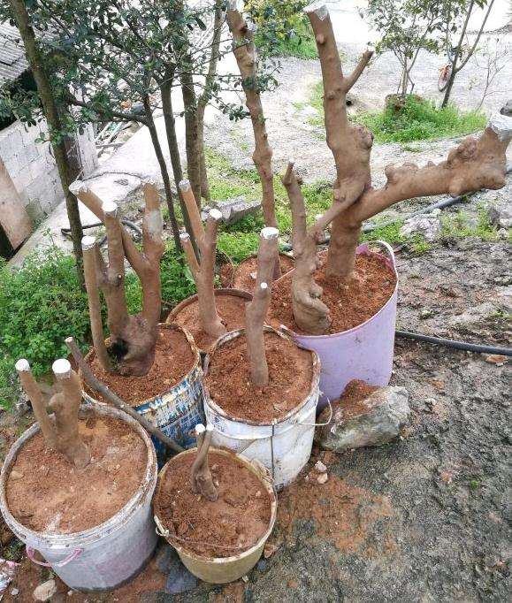 今天又去挖了3颗油茶桩下山桩