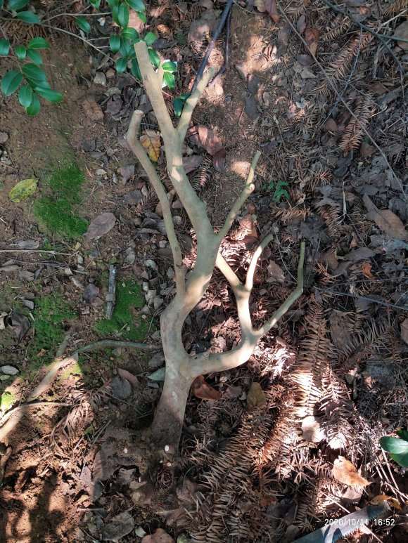 油茶下山桩用河沙或土