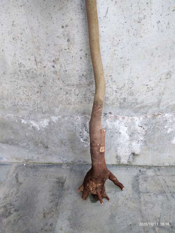 油茶下山桩用河沙或土