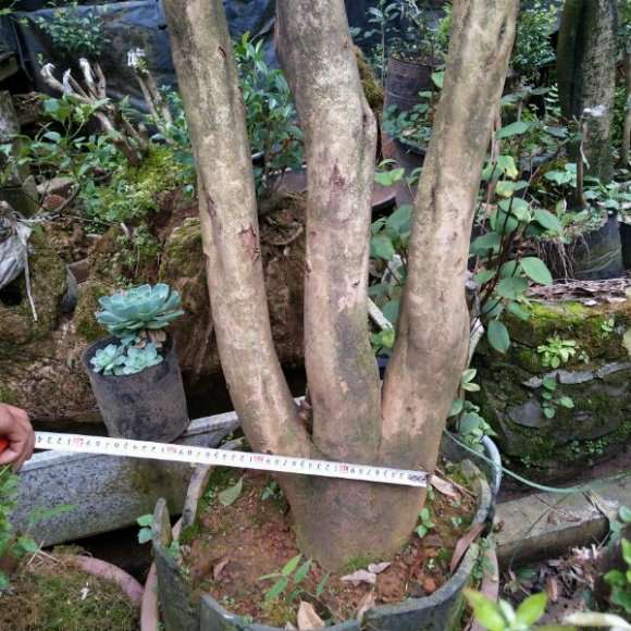 油茶下山桩够大的 是嫁接茶花的好料