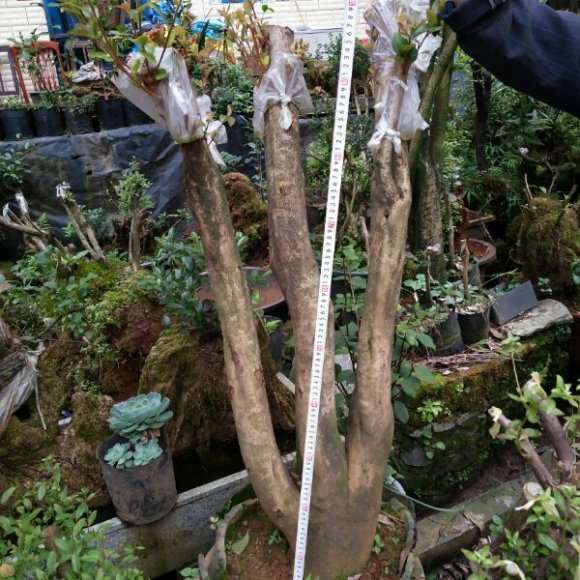 油茶下山桩够大的 是嫁接茶花的好料