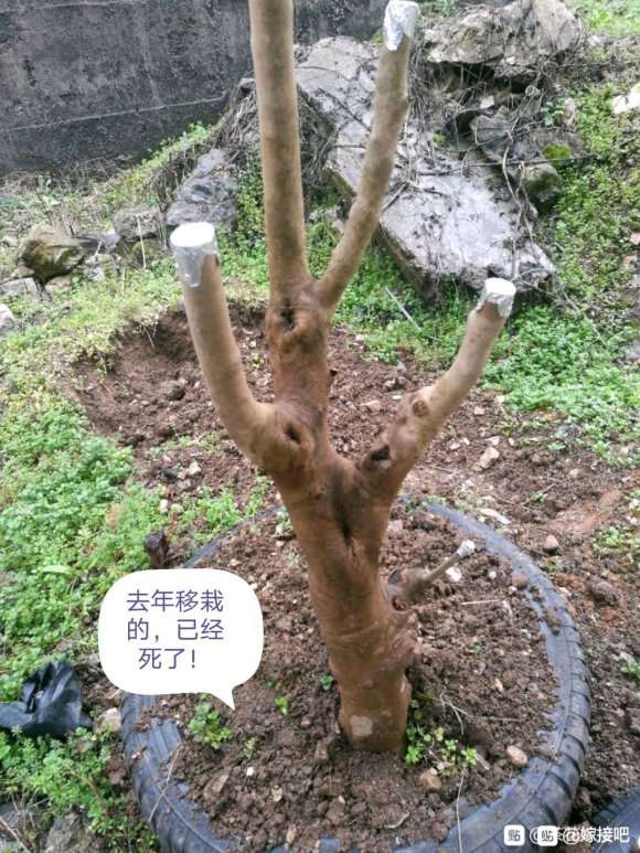 油茶下山桩怎么生根的方法