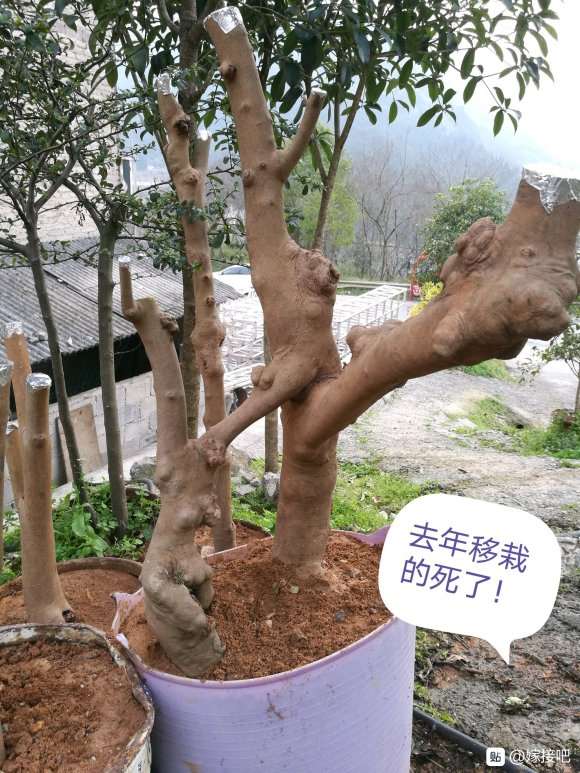 油茶下山桩怎么生根的方法