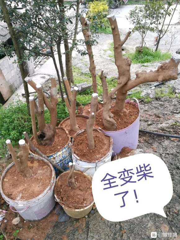 油茶下山桩怎么生根的方法