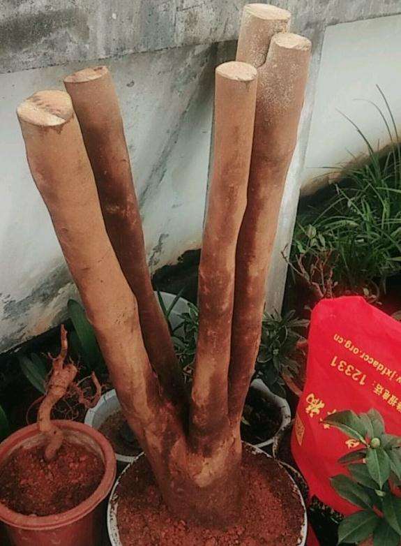 油茶下山桩 现在嫁接 还是活了