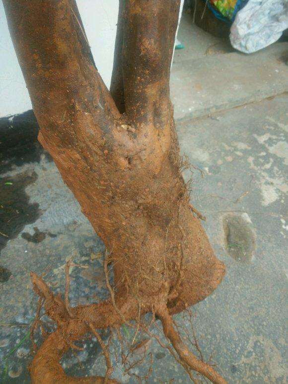 油茶下山桩 现在嫁接 还是活了