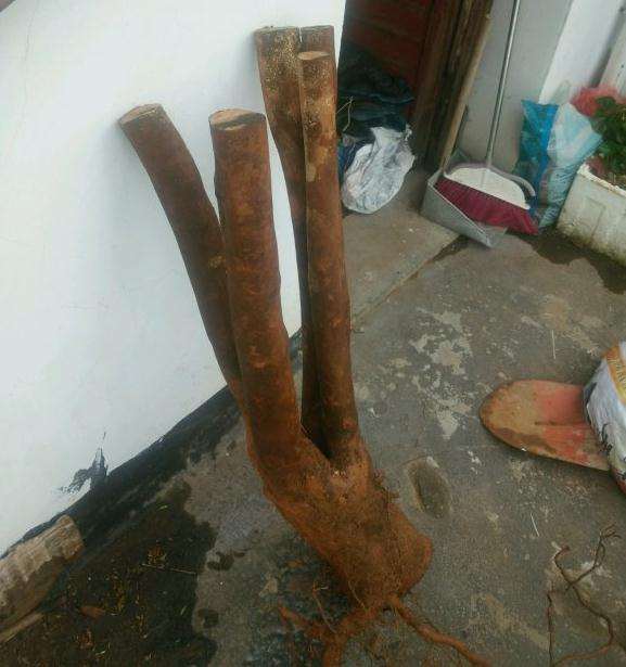 油茶下山桩 现在嫁接 还是活了