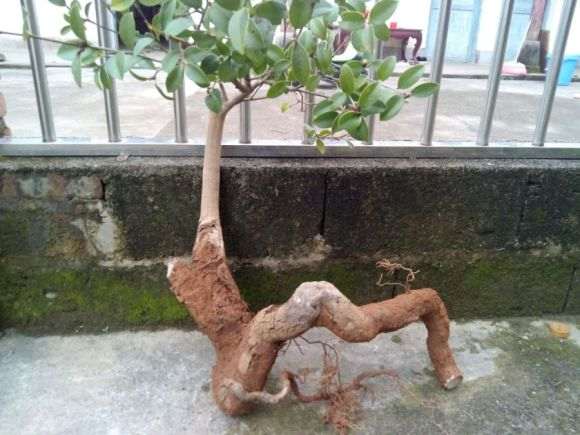 油茶下山桩怎么种活嫁接茶花的方法