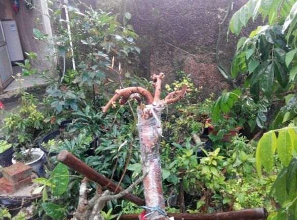 油茶下山桩怎么种活嫁接茶花的方法