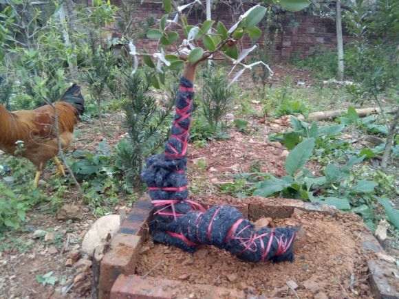 油茶下山桩怎么种活嫁接茶花的方法