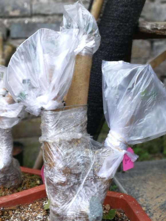 油茶下山桩用什么土种