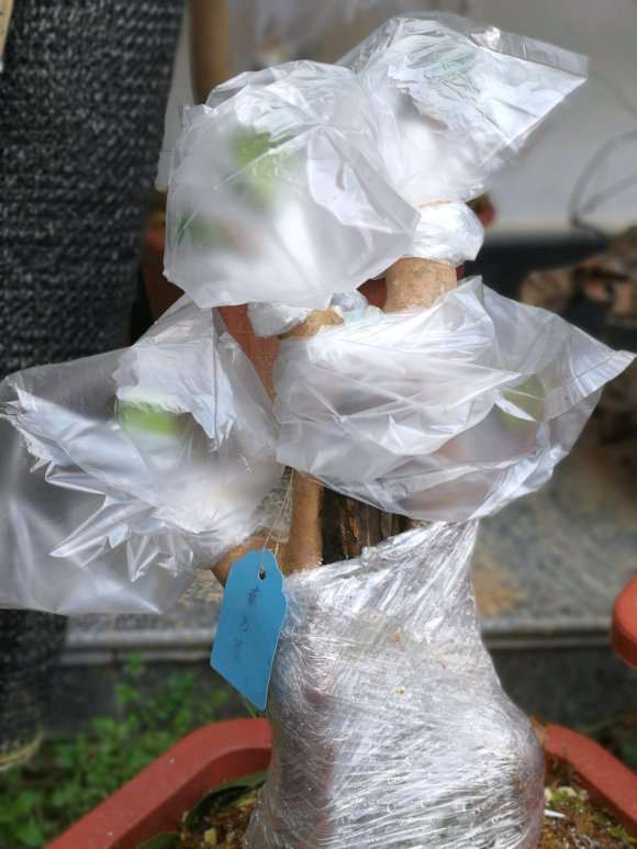 油茶下山桩用什么土种