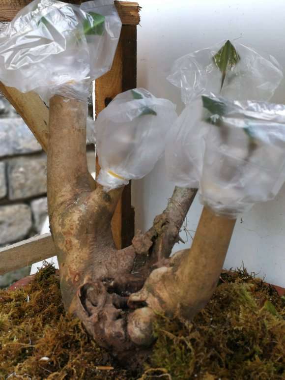 油茶下山桩用什么土种