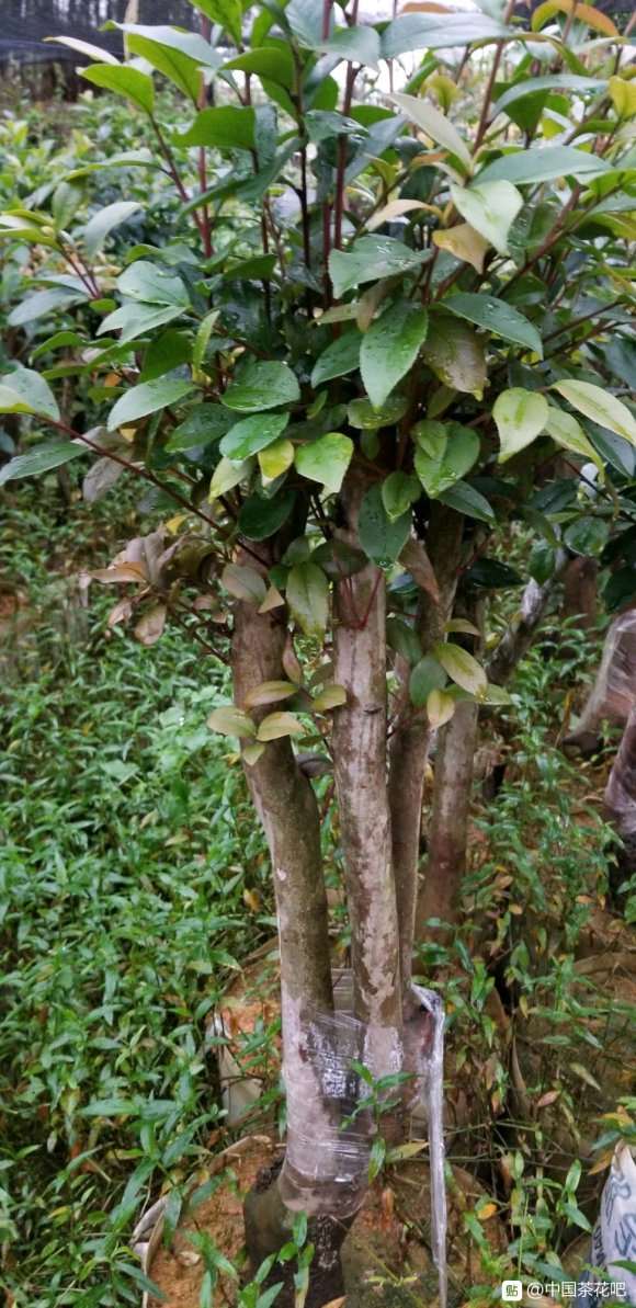 为什么未接的油茶下山桩