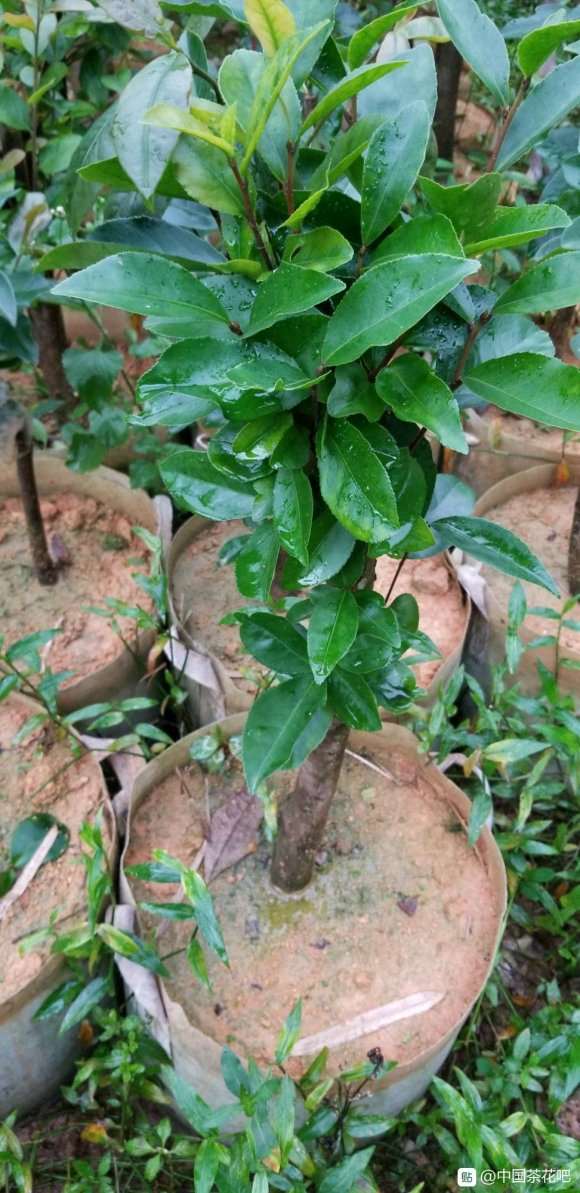 为什么未接的油茶下山桩