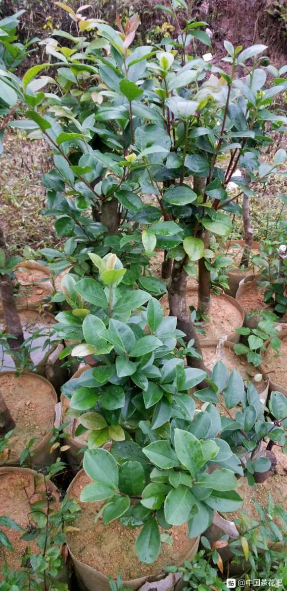 为什么未接的油茶下山桩