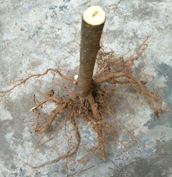 做桂花下山桩可以吗
