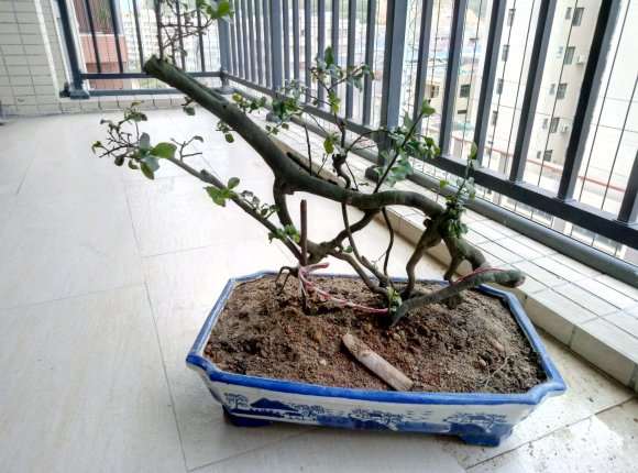 煤渣泡水1天可以种金弹子下山桩吗