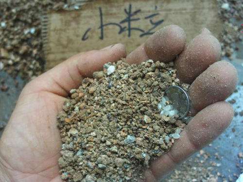 煤渣泡水1天可以种金弹子下山桩吗