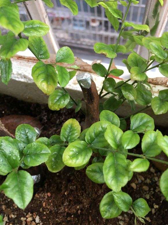 椰糠加蜂窝煤渣种雀梅下山桩