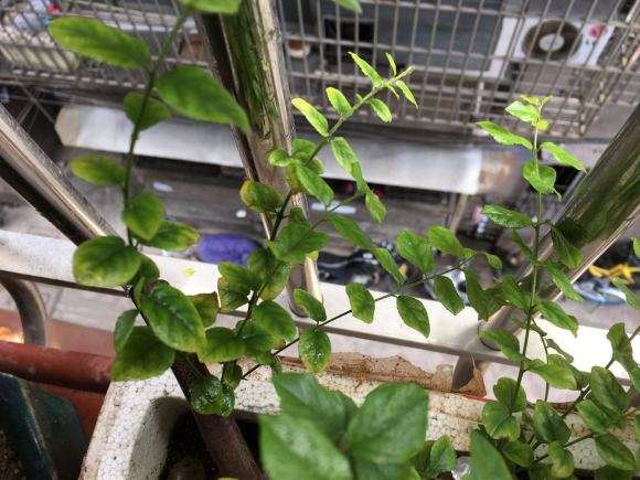 椰糠加蜂窝煤渣种雀梅下山桩