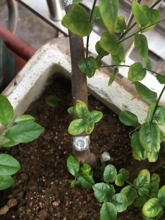 椰糠加蜂窝煤渣种雀梅下山桩