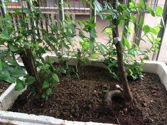 椰糠加蜂窝煤渣种雀梅下山桩