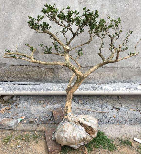 黄杨下山桩可以用田园土和煤渣栽吗