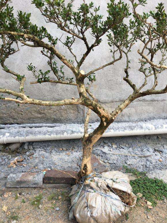 黄杨下山桩可以用田园土和煤渣栽吗