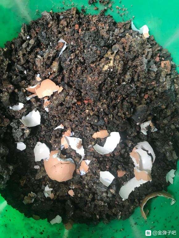 腐叶煤渣种金弹子下山桩生桩