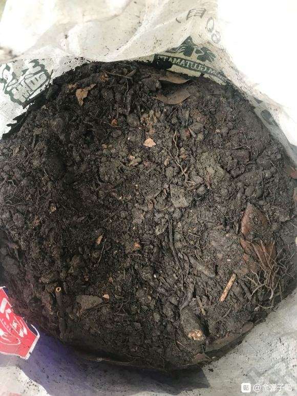 腐叶煤渣种金弹子下山桩生桩