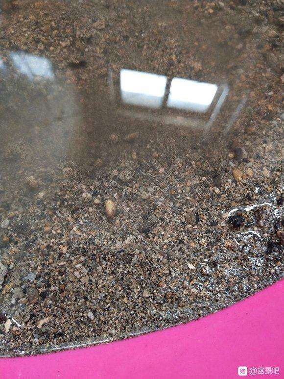 煤渣种下山桩生桩