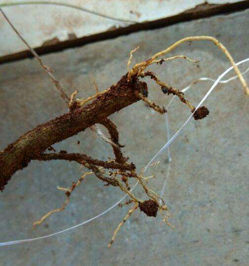 纯煤渣种的金豆下山桩生桩