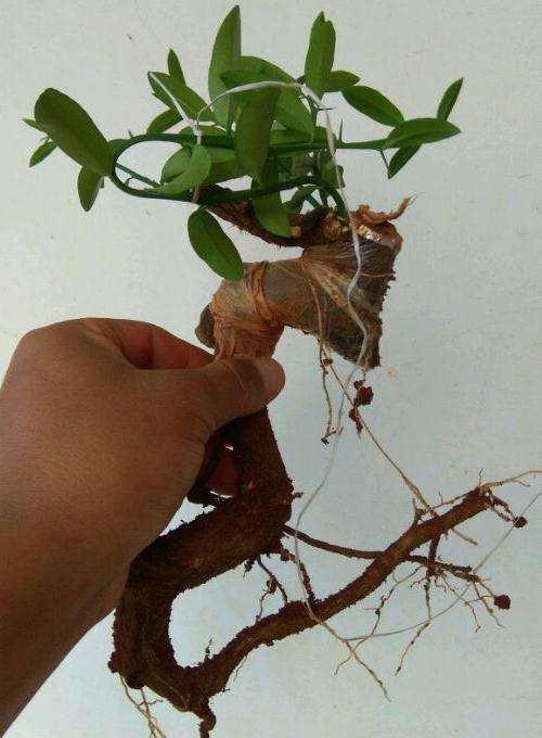 纯煤渣种的金豆下山桩生桩