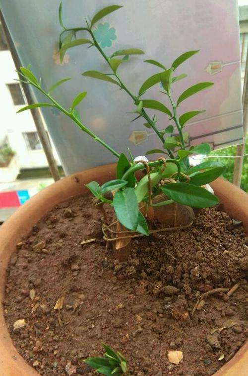 纯煤渣种的金豆下山桩生桩