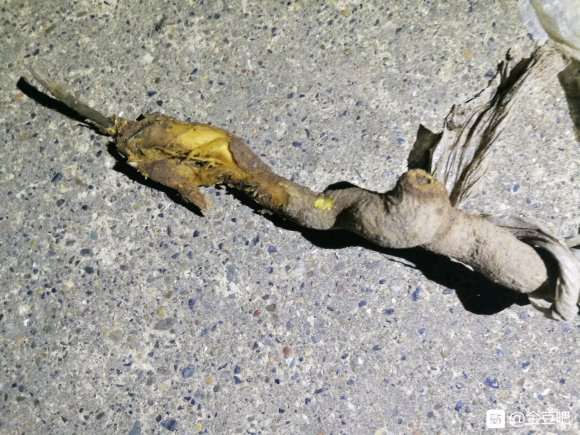 金豆下山桩换盆 用煤渣 还是烂根
