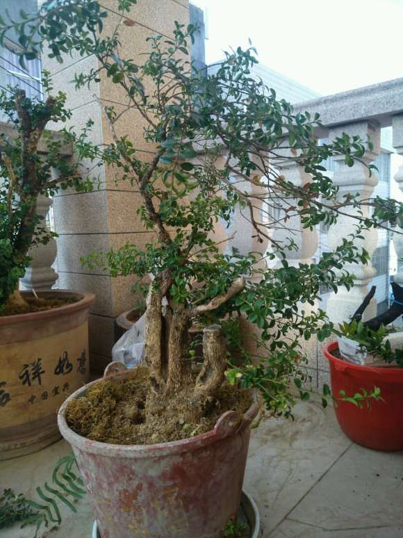 黄杨下山桩用什么土养好