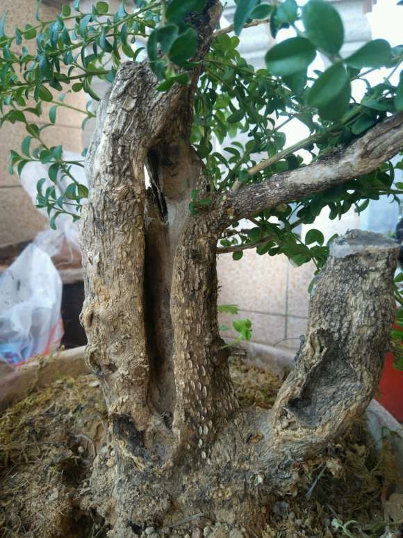 黄杨下山桩用什么土养好