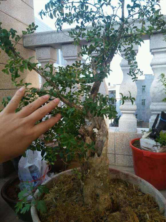 黄杨下山桩用什么土养好