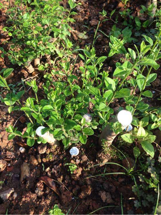 纯煤渣种老鸦柿柿下山桩 爆芽了 图片